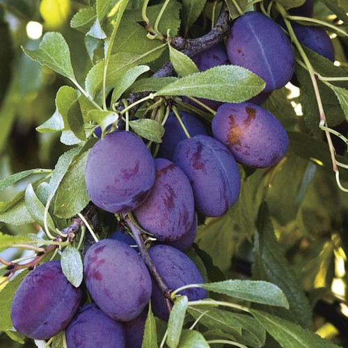 Visuel 1 du produit Prunier Quetsche D'Alsace. Le pot de 25 litres