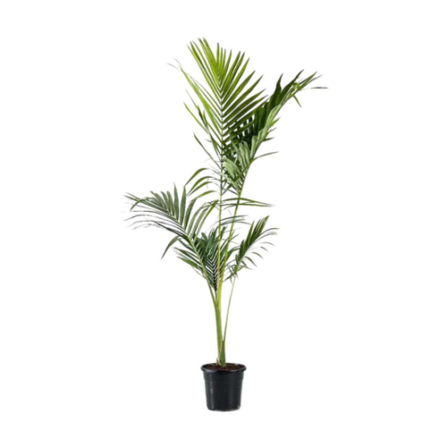 Visuel 1 du produit Archontophoenix Alexandrae (Palmier Alexandra) en pot de 9 L vert