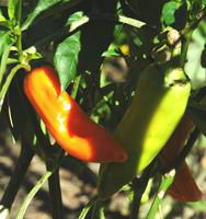Visuel 1 du produit Piment Doux Des Landes Bio. Le pot de 10,5 cm