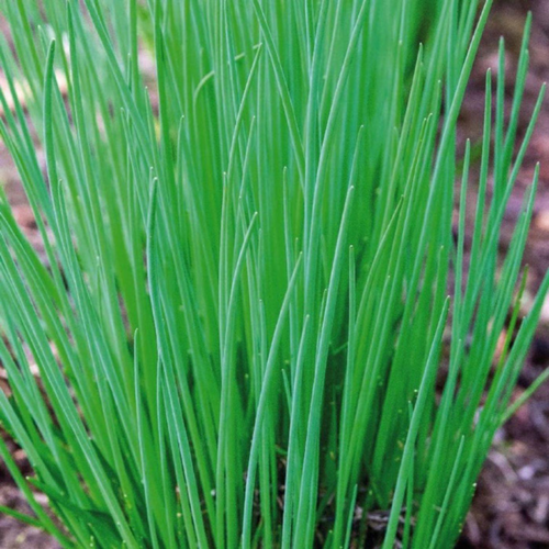 Visuel 1 du produit Ciboulette Bio. La motte de 4x4 cm