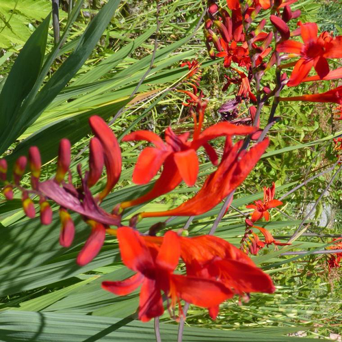 Visuel 1 du produit Montbretia emberglow rouge en pot de 2 L