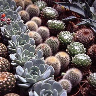 Visuel 2 du produit Cactus mix botanic®. Le pot de Ø 12 x H 15 cm