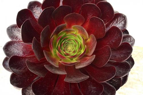 Visuel 1 du produit Semponium collection Surreal®. Le pot de 3,5 litres