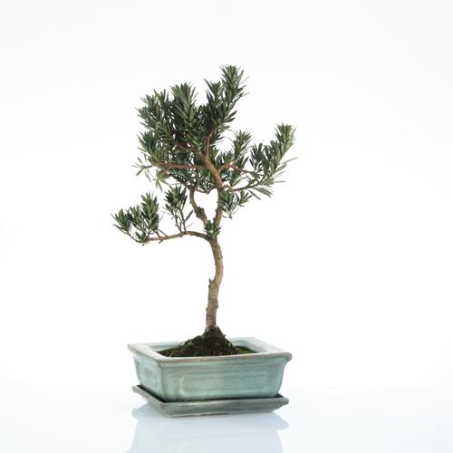 Visuel 1 du produit Bonsaï Podocarpus botanic® taille 1,2. Le pot