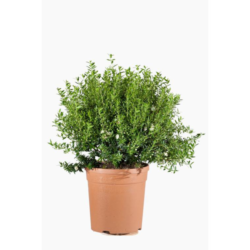 Visuel 1 du produit Myrtus Communis Pumila (Myrte Commun) Boule en pot de 9 L vert