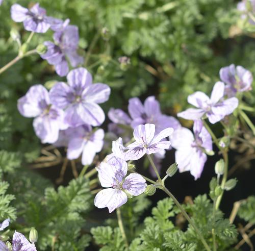 Visuel 1 du produit Erodium ‘Spanish Eyes’ - Le pot de 2 litres