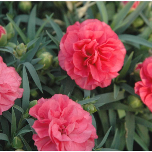 Visuel 1 du produit Oeillet Nain - Le pot de 5 litres