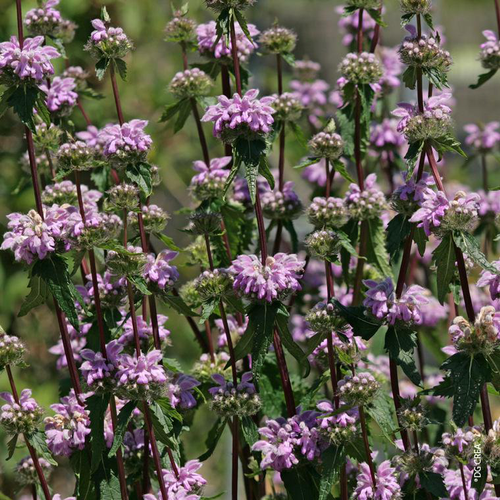 Visuel 1 du produit Phlomis Purpurea - Le pot de 9 x 9 cm