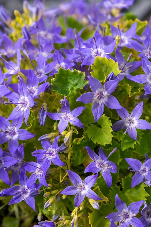 Visuel 1 du produit Campanule ‘Dickson’s Gold’ - Le pot de 2 litres