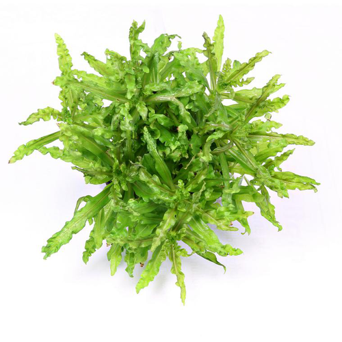 Visuel 1 du produit Plante Pogostemon Helferi coloris vert en pot