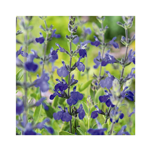 Visuel 1 du produit Sauge vivace blue note en pot de 3 litres