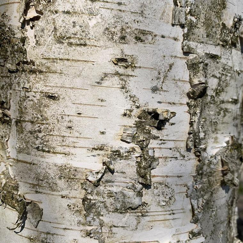 Visuel 1 du produit Bouleau blanc (Betula Verrucosa) 150/200. Le pot de 7 litres