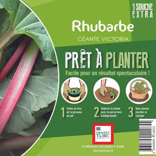 Visuel 2 du produit Rhubarbe extra bio Ernest Turc®. Pied mère en bourriche prêt à planter