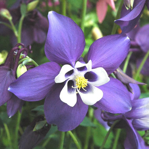 Visuel 1 du produit Ancolie spring magic bleue en pot de 2 L