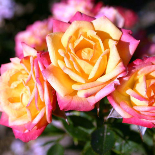 Visuel 1 du produit Rosier Little Sunset orange. Le pot de 5 litres