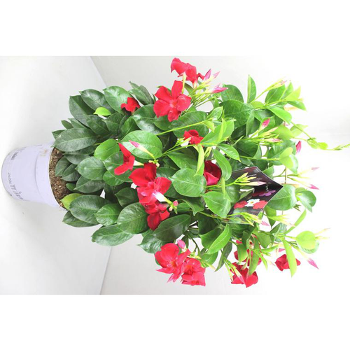 Visuel 1 du produit Dipladénia Espalier Fushion Sydney - Le pot de 4 litres