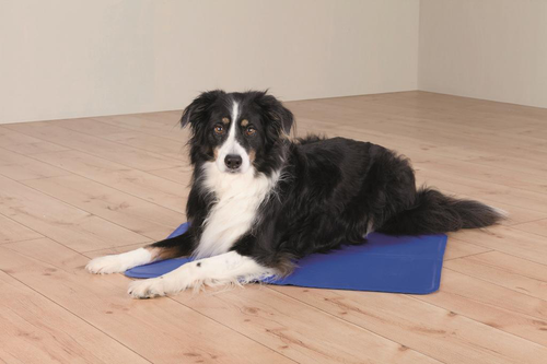 Visuel 3 du produit Tapis rafraîchissant pour chien coloris bleu Trixie - 40 x 50 cm