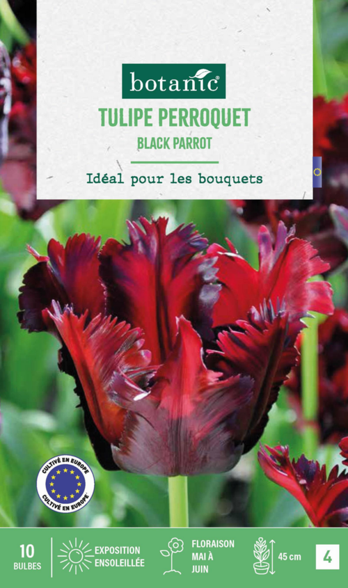 Visuel 1 du produit Tulipe Black parrot botanic® - 10 bulbes