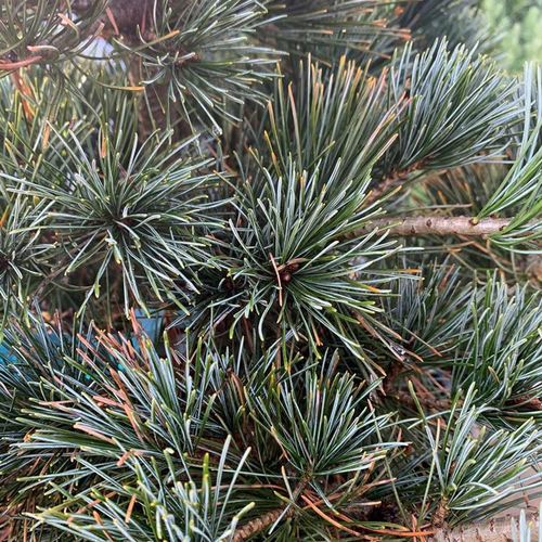 Visuel 1 du produit Pin blanc du Japon (Pinus Parviflora) Negishi. Le pot de 60 litres