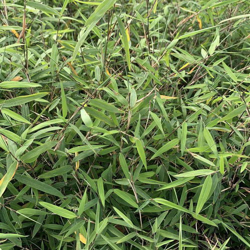 Visuel 1 du produit Bambou Fargesia vert. Le pot de 5 litres