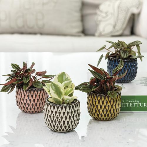 Visuel 2 du produit Cache-pot Fizzy coloris multicolore en céramique -  Ø 7,5 cm