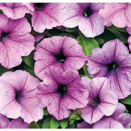 Visuel 1 du produit Pétunia Easywave Plum Vein - Le pot de 12 x 12 cm