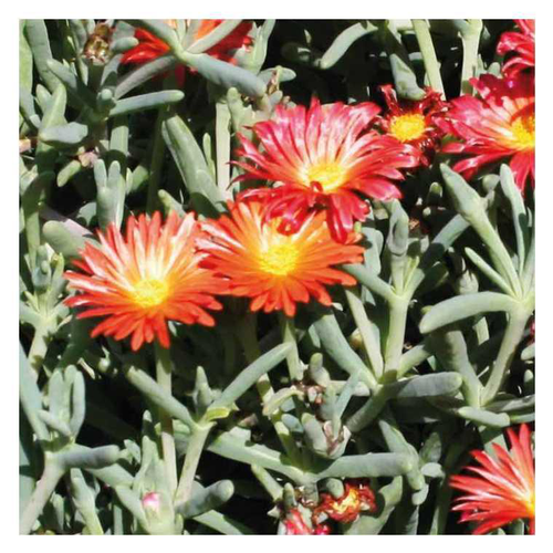 Visuel 1 du produit Ficoïde Malephora orange - Le pot de 9 x 9 cm