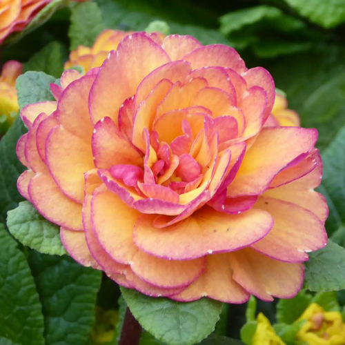 Visuel 1 du produit Primevère double - La barquette de 6 plants