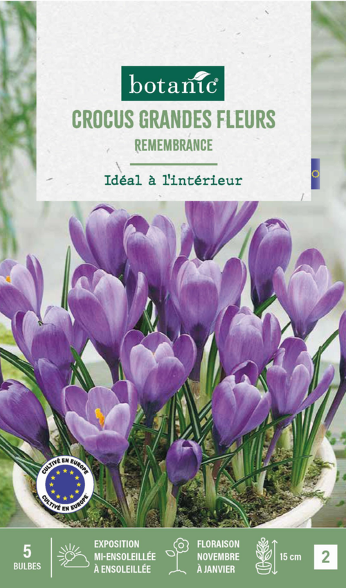 Visuel 1 du produit Crocus intérieur Remembrance en mélange botanic® - 5 bulbes