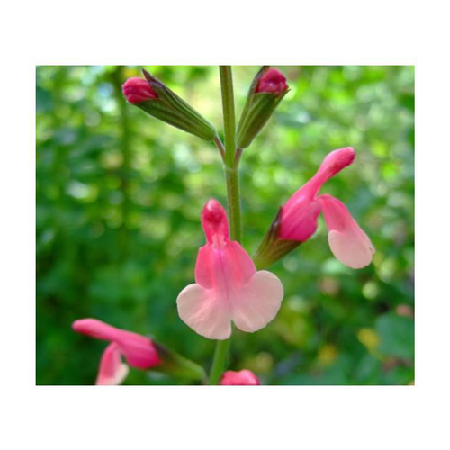 Visuel 2 du produit Sauge Salvia x greggi Flamenco Rose - Le pot de 5 litres