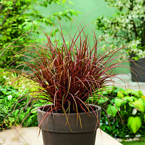 Visuel 1 du produit Uncinia rouge botanic®. Le pot de 1 litre