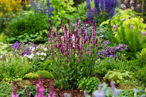 Visuel 1 du produit Sauge des bois ‘Caradonna’ - Le pot de 2 litres