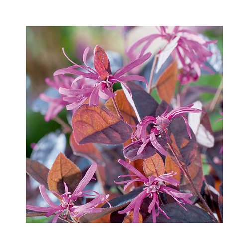 Visuel 1 du produit Loropetalum chinense fire dance coloris violet. Le pot de 10 litres