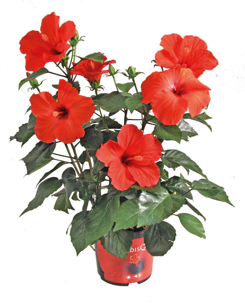 Visuel 1 du produit Hibiscus Ø 18,5 cm