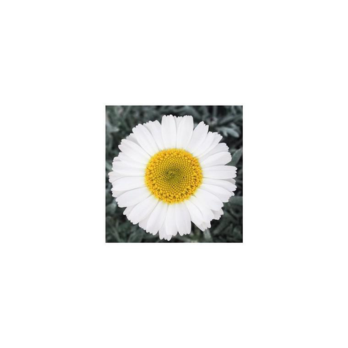 Visuel 1 du produit Leucanthemum hosmariensis - Le pot de 1 litre