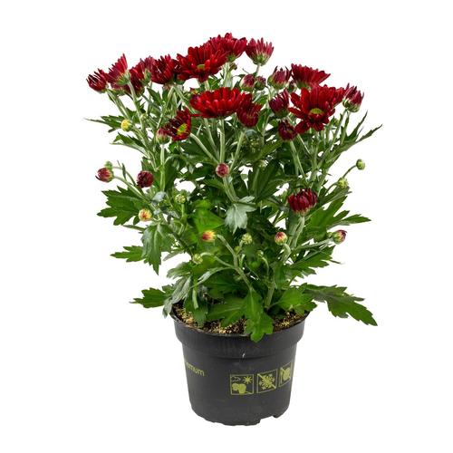 Visuel 1 du produit Mini Chrysantheme Duo - Le pot de 10,5 cm