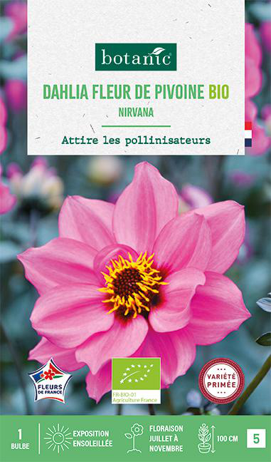 Visuel 1 du produit Bulbe de fleurs Dahlia nain simple Nirvana bio botanic® - 1 bulbe