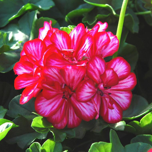 Visuel 1 du produit Géranium Lierre double à fleurs multicolores - Le panier de 4 plants