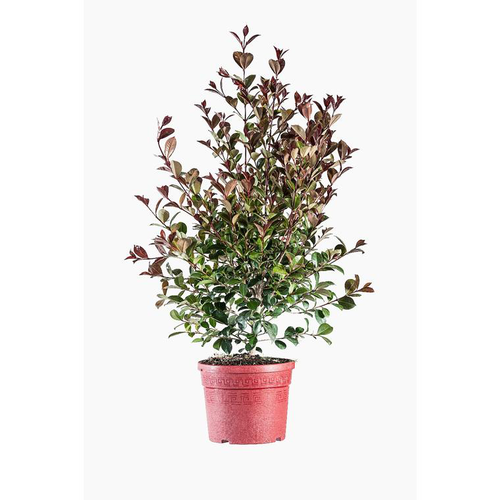 Visuel 1 du produit Eugenia Etna Fire (Cerisier de Cayenne)en pot de 9 L rouge