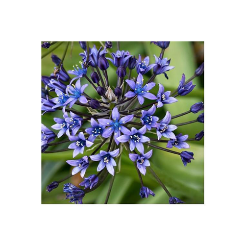 Visuel 1 du produit Scille du Pérou - Le pot de 10,5 cm