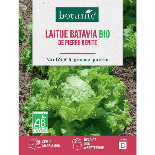 Visuel 1 du produit Graines de laitue batavia de Pierre Bénite bio botanic® - graines à semer