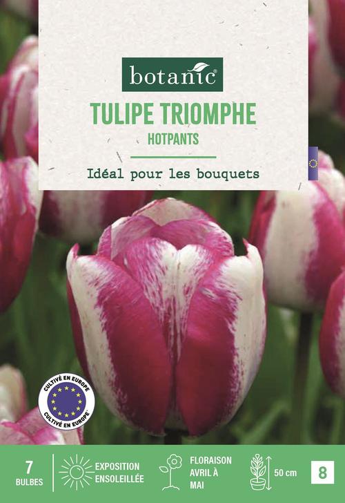 Visuel 1 du produit Bulbes de fleurs Tulipe triomphe Hotpants blanc et rose botanic® - 7 bulbes