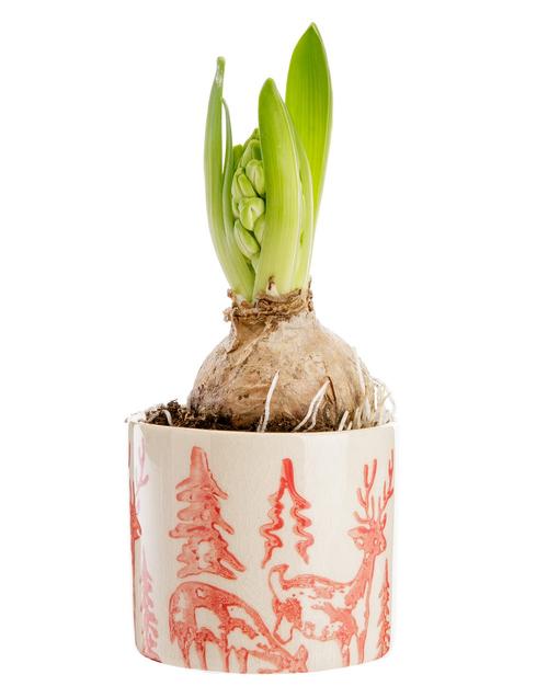 Visuel 1 du produit Jacinthe blanche. Le pot Ø 8 cm décor renne.