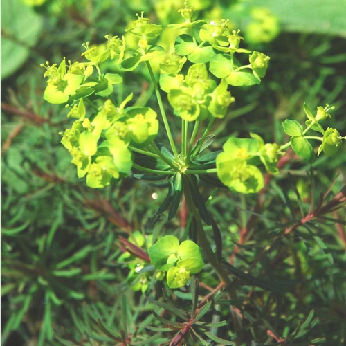 Visuel 1 du produit Euphorbe Hypericifolia - Le pot de 2 litres
