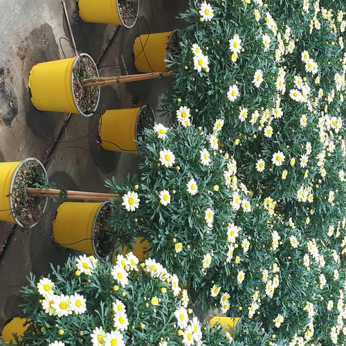 Visuel 1 du produit Anthemis Couleur Tige. Le pot de 15 cm