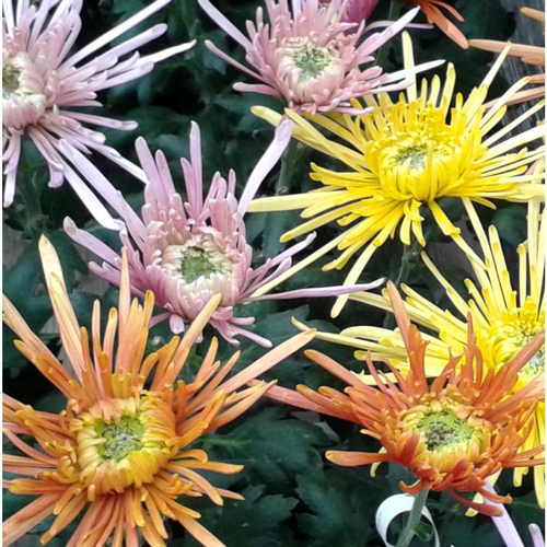 Visuel 1 du produit Chrysanthème Spider ou Chrysanthème Tokyo à fleurs multicolores - La coupe Ø 23 cm