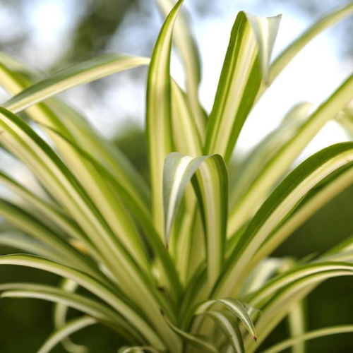 Visuel 1 du produit Chlorophytum ou Plante-araignée vert - La barquette de 6 plants