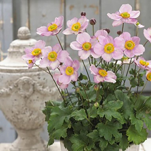 Visuel 1 du produit Anémone Pink Kiss - Le pot de 2 litres