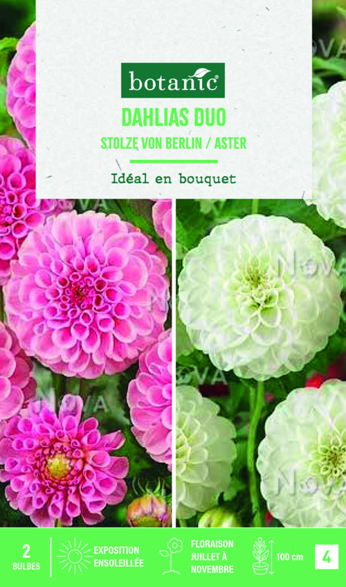 Visuel 1 du produit Bulbes de fleurs duo de Dahlias pompon Stolze Berlin / White Aster botanic® - 2 bulbes