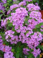 Visuel 1 du produit Lantana - La jardinière de 40 cm